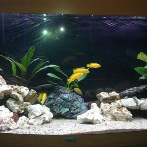 fish tank 99kb.jpg