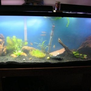 55 Gallon 3 weeks in 3-2-13 015.JPG