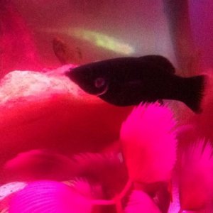 fish2.jpg