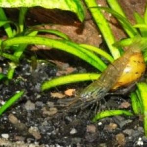 whiskershrimp2web.jpg