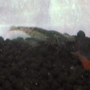 greenshrimpweb.jpg
