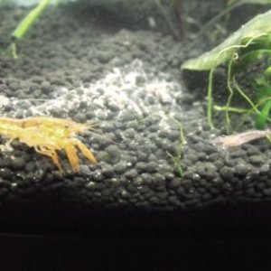 crayfishandshrimpweb.jpg