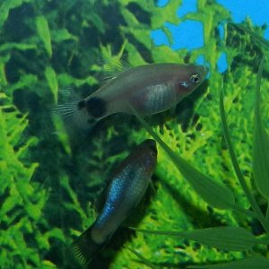 NewPlaty.jpg