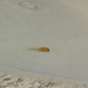 Stowaway 3.jpg