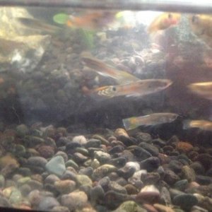 fish.jpg