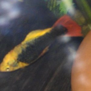 Platy dropsy.jpg