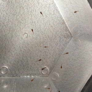 TFF Guppy Fry (1).jpg