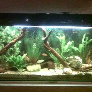 fish tank 2.jpg