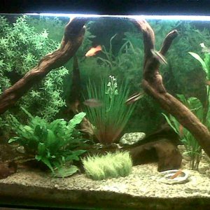 fish tank 1.jpg
