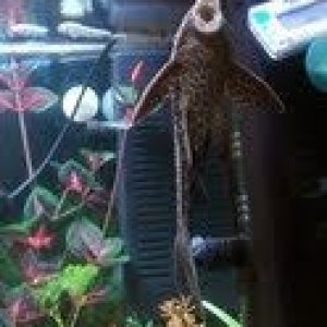 pleco front2.jpg