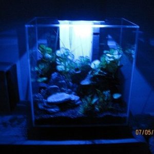tank bue light.jpg