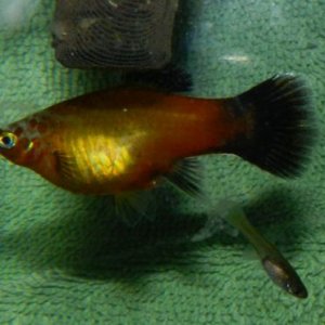 PregnantyPlaty.jpg