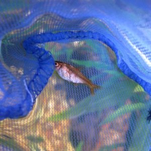 fish 002.JPG