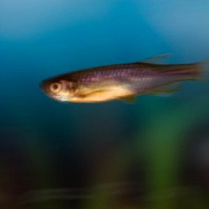 Danio.jpg
