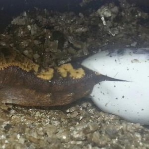 Gecko.jpg