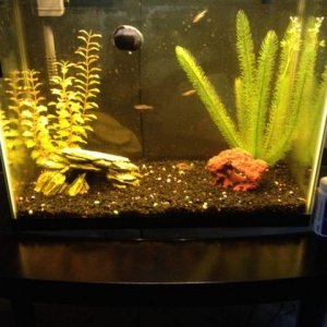 tank1.jpg
