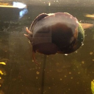 snail2.jpg