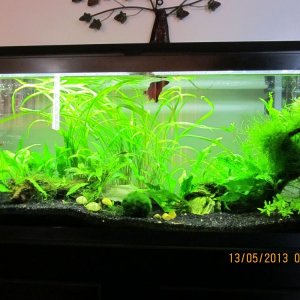 Joe Louis in the 40 gallon.jpg