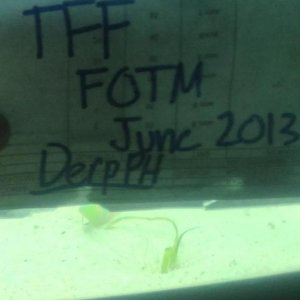 tff2.jpg