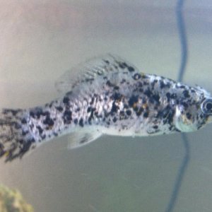 photo(2).JPG