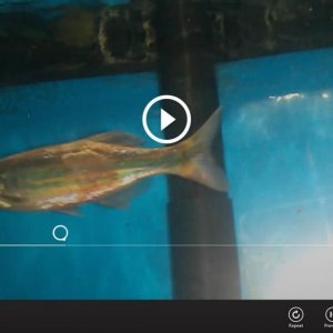fish.jpg