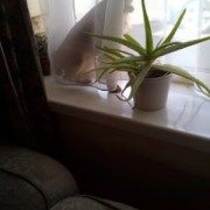 Ginger (180x300).jpg