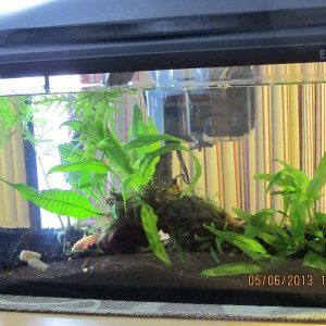 5 gallon Firefly 1.jpg