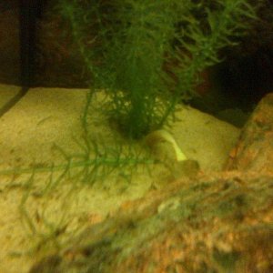 guppy.jpg