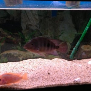 Fishies.jpg