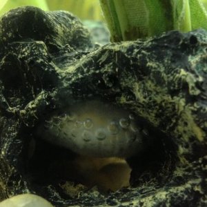 fish eggs (479x640).jpg