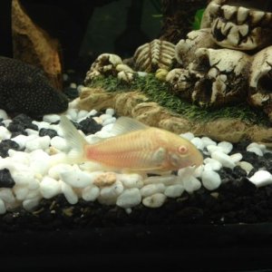 Albino cory.JPG