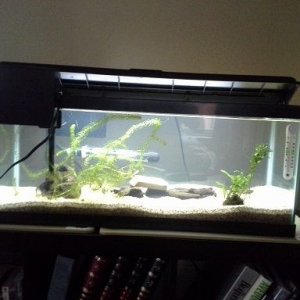 20g aquarium.jpg