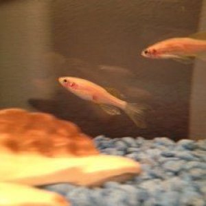 photo (1).JPG