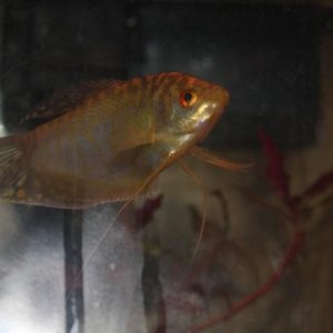 webgourami02_7613.jpg