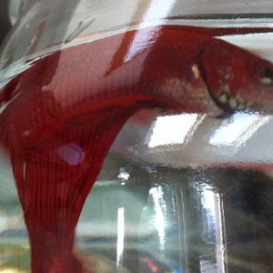 fish.jpg