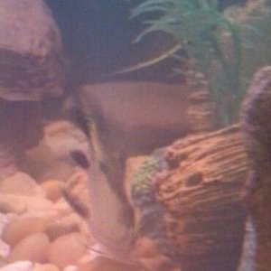 fishdown.jpg