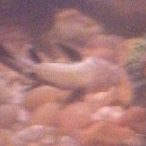 fishtummy.jpg