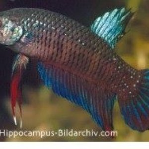 iwantthisfishplease.jpg