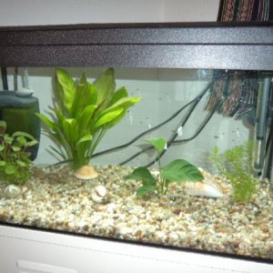 fishy business.jpg