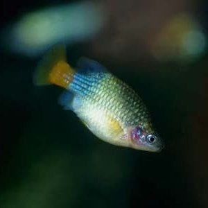 iwantthisfishplease.jpg