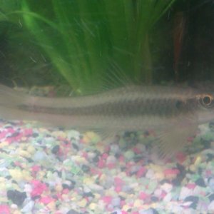 fish.jpg