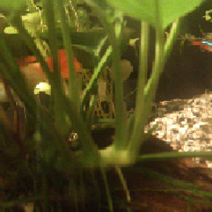 guppy2.jpeg