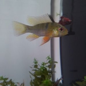 Fish1.jpg