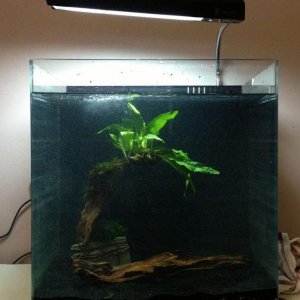 aquascape in progress.jpg