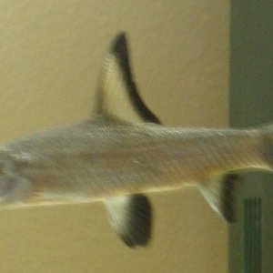 Bala Shark.JPG