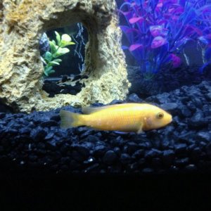 fish sick pic 11.jpg