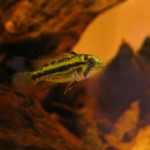 fish 026.jpg