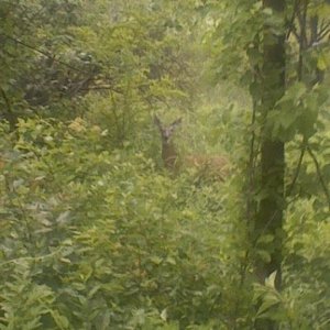 deer.jpg