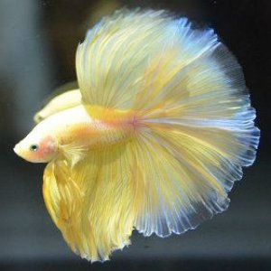 sunnybetta.jpg