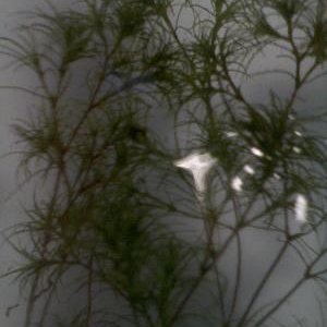 plant1.jpg